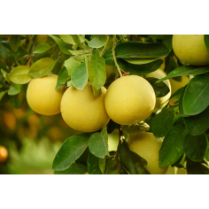 Cascata di Limone Raumspray