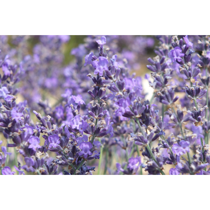 Lavendel Raumspray Lavendel Raumspray