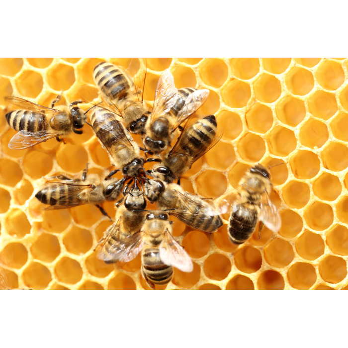 Bienenwachs hell BIO Bienenwachs hell BIO
