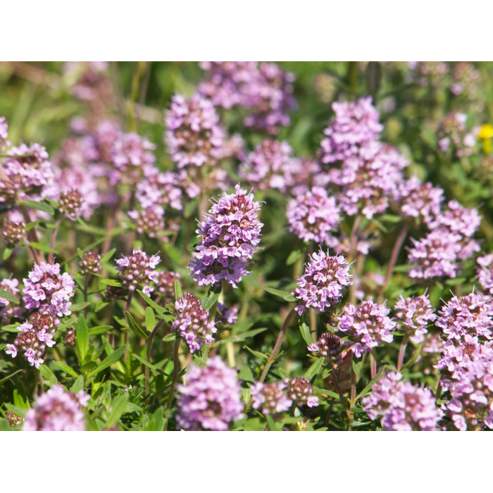 Thymian ct. Linalool BIO ätherisches Öl Thymus vulgaris 100