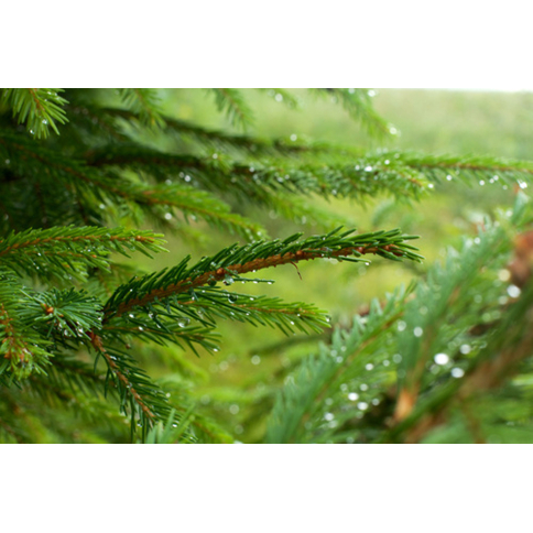 Fichtennadel BIO