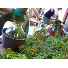 Johanniskrautöl BIO