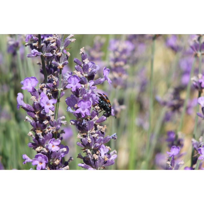 Lavendel fein bulgarisch BIO Lavendel fein bulgarisch BIO