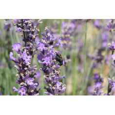 Lavendel fein französisch BIO AOP