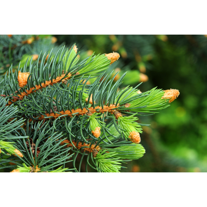 Weisstanne Schweiz BIO