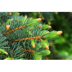 Weisstanne Schweiz BIO