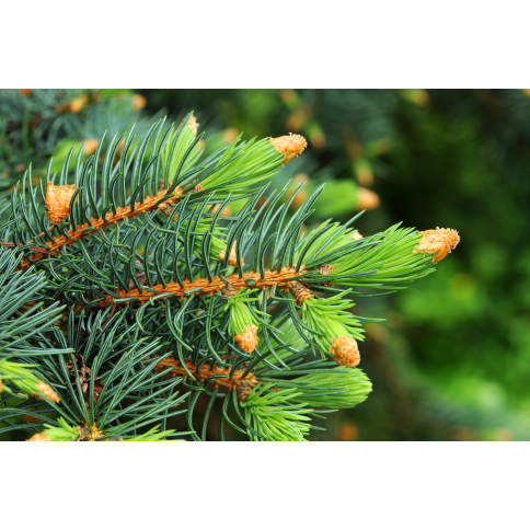 Weisstannenwasser BIO