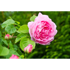 Rosenblütenwasser Damascena BIO