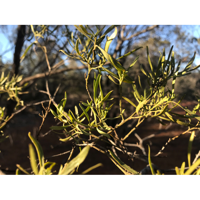 Buddha Wood - ätherisches Öl - Damascena AG