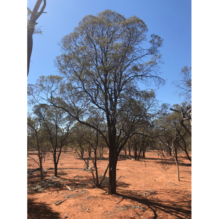 Buddha Wood - ätherisches Öl