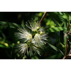 Lemonmyrtle (Zitronenmyrte) BIO