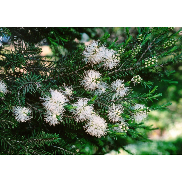 Rosalina (Lavender Tea Tree)