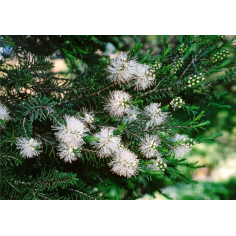 Rosalina (Lavender Tea Tree)