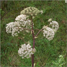 Angelikawurzelöl - BIO