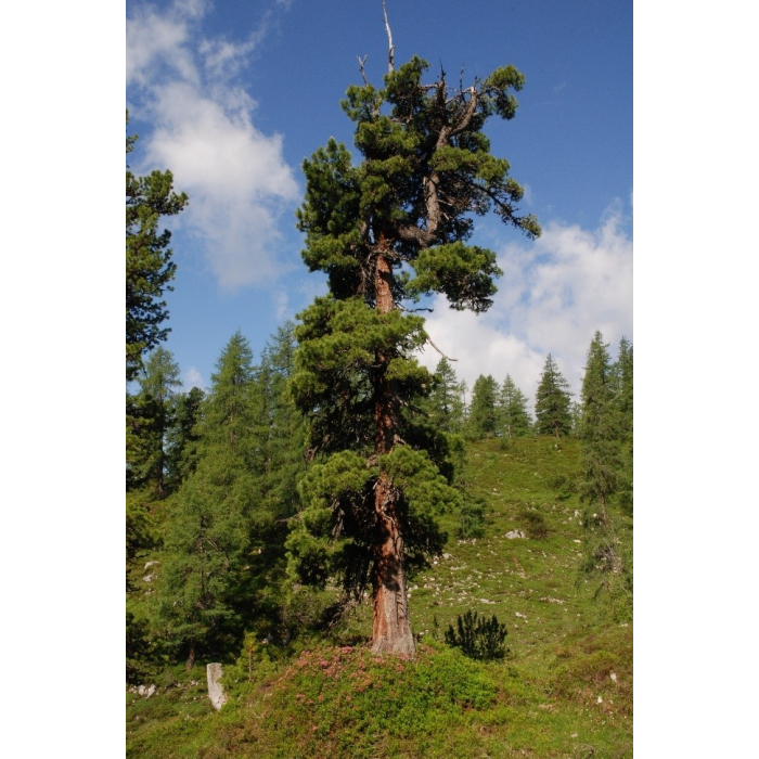 100% naturreines Arvenöl Bio Schweiz