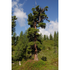 100% naturreines Arvenöl Bio Schweiz