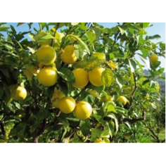 Bergamotte Furocumarinfrei BIO