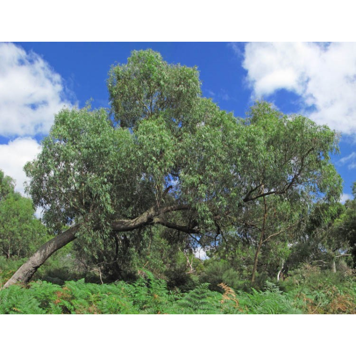 Eukalyptus Radiata BIO