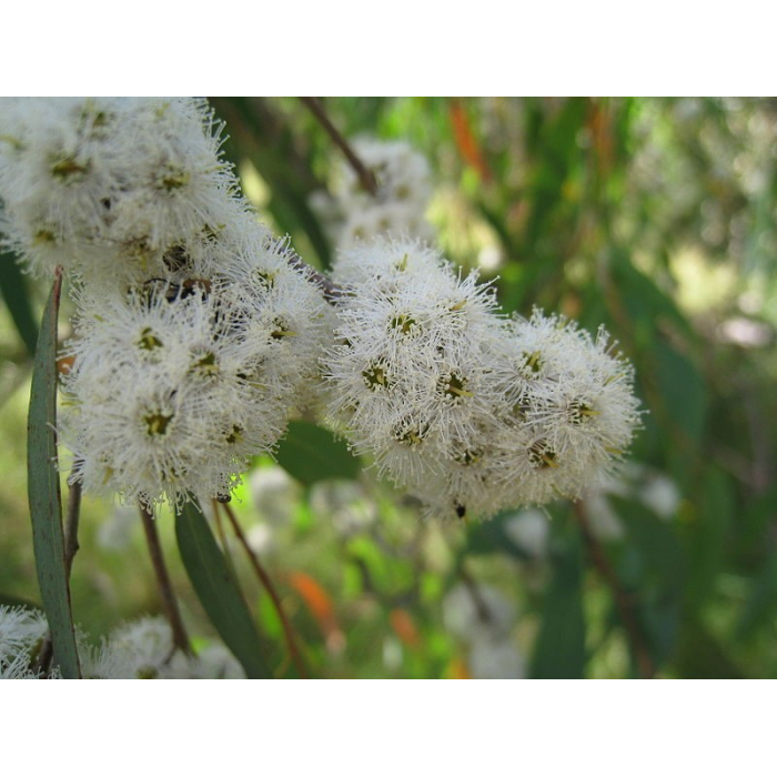 Eukalyptus Radiata BIO