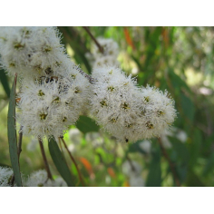 Eukalyptus Radiata BIO