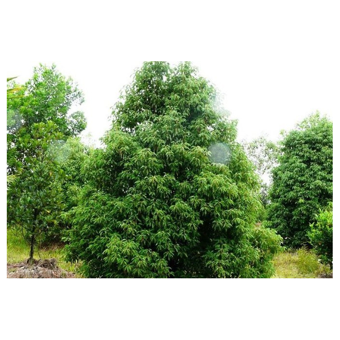 Ravintsara ct. Cineol BIO Ravintsara ct. Cineol BIO
