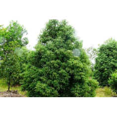 Ravintsara ct. Cineol BIO