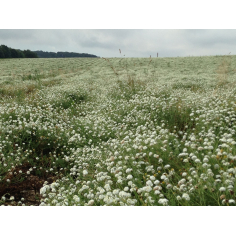 Kamille römisch Schweiz