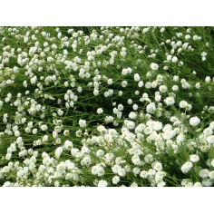 Kamille römisch Schweiz