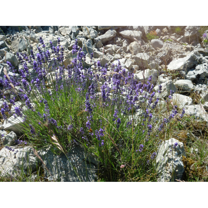 Wilder Berglavendel BIO - ätherisches Öl