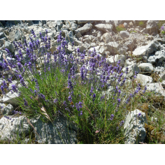 Wilder Berglavendel BIO - ätherisches Öl