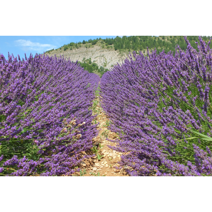 Lavendel fein bulgarisch BIO Lavendel fein bulgarisch BIO