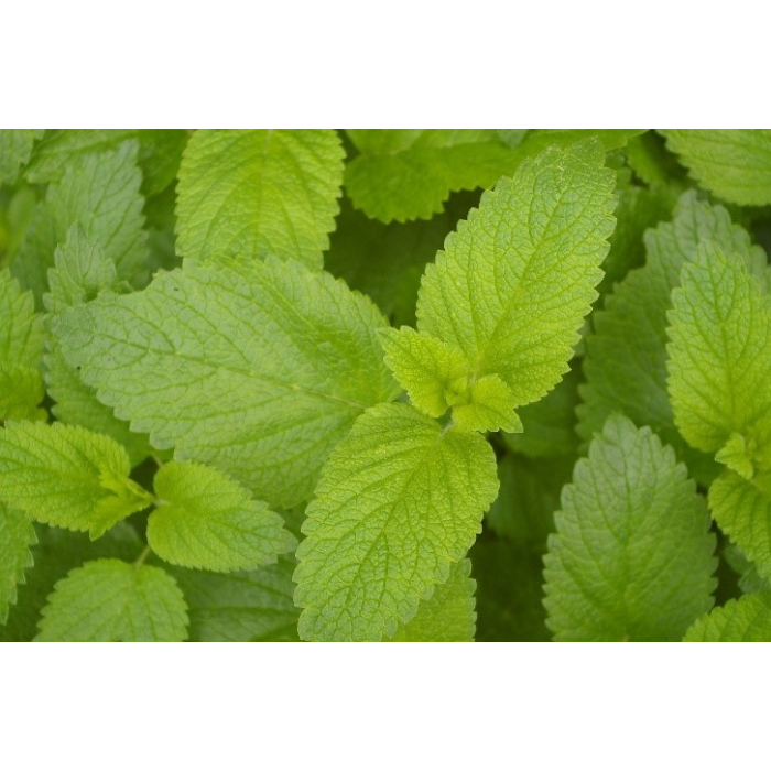 Melisse BIO 10% Melisse BIO 10%