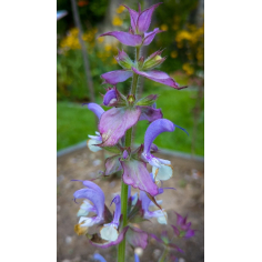 Muskatellersalbei BIO