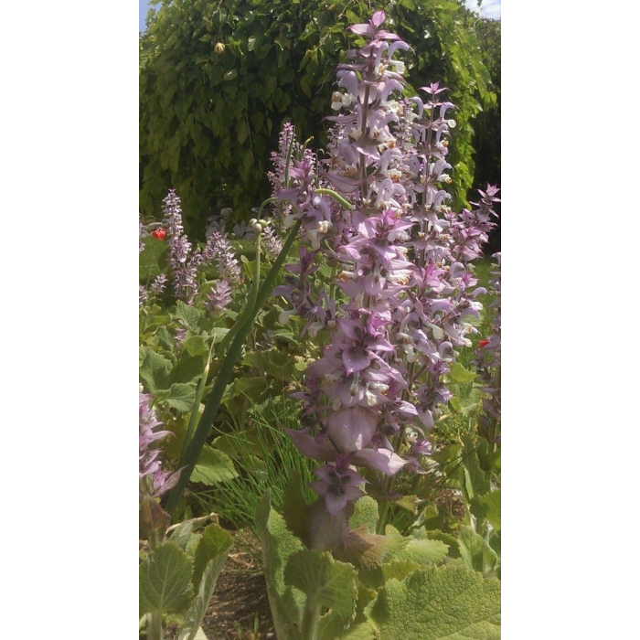Muskatellersalbei BIO Muskatellersalbei BIO