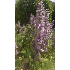 Muskatellersalbei BIO