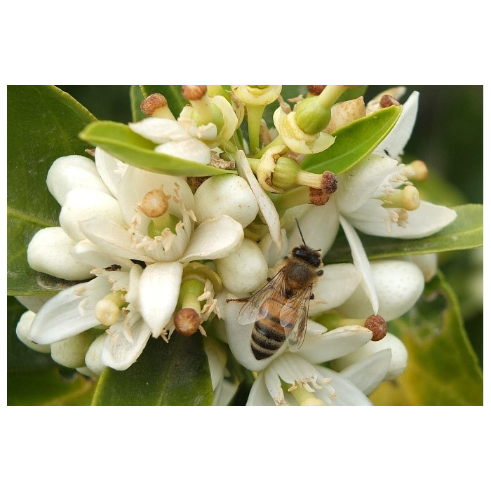 Neroli BIO Neroli BIO