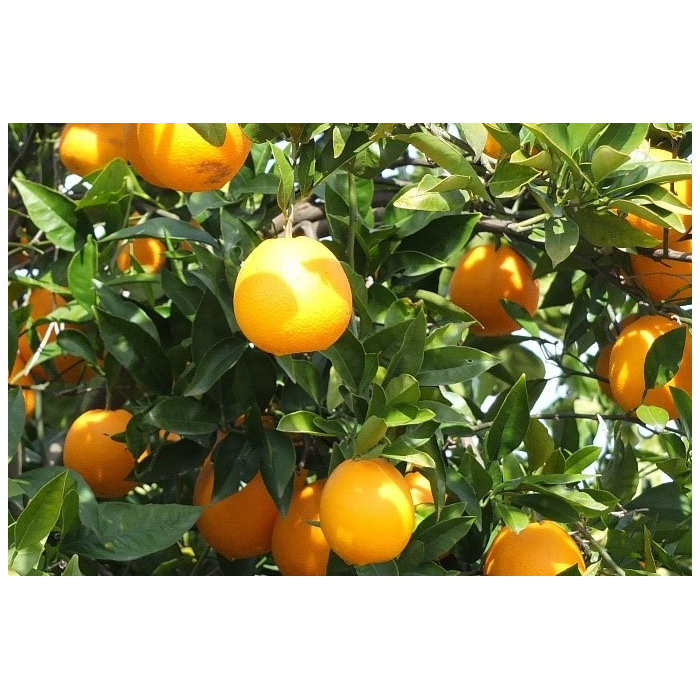 Orange süss BIO Orange süss BIO