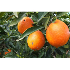 Blutorange BIO - Blutorangenöl