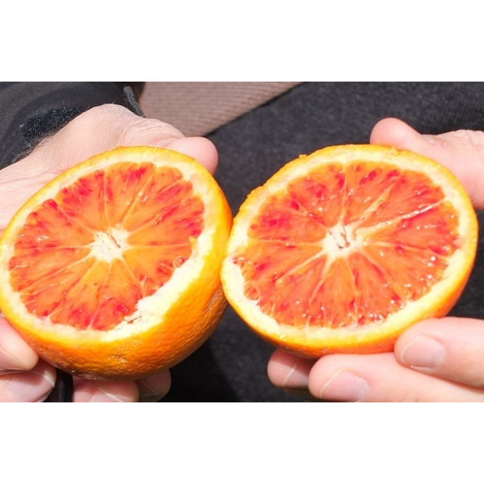 Blutorange BIO - Blutorangenöl