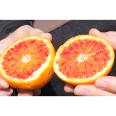 Blutorange BIO - Blutorangenöl