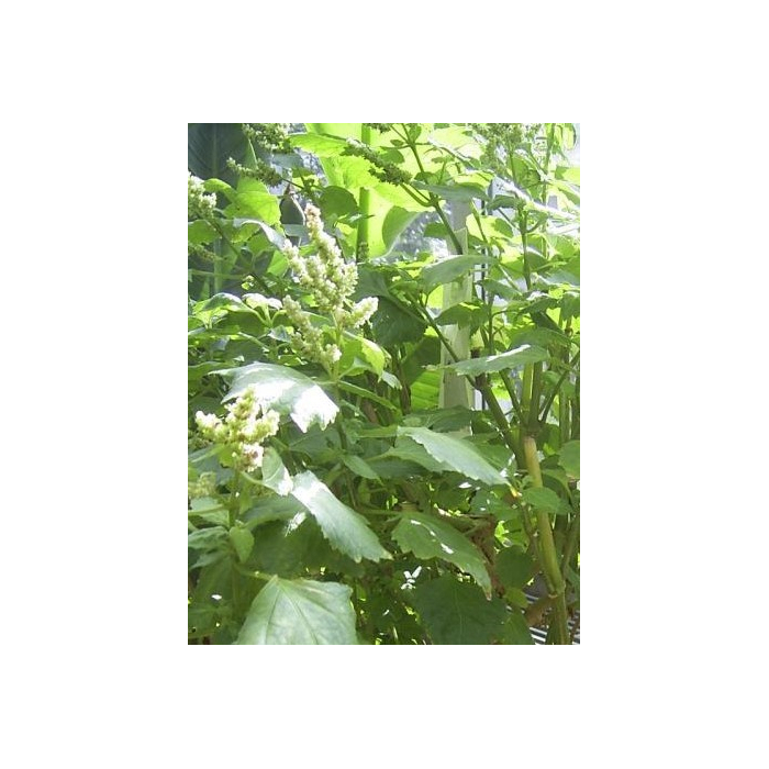 Patchouli BIO Patchouli BIO