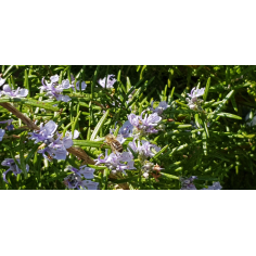 Rosmarin ct. Cineol BIO