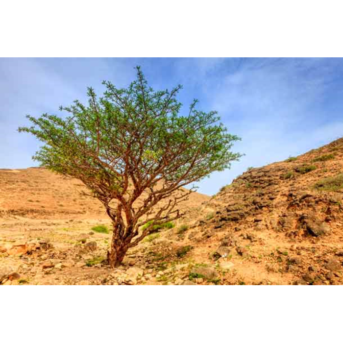 Weihrauch somalisch extra