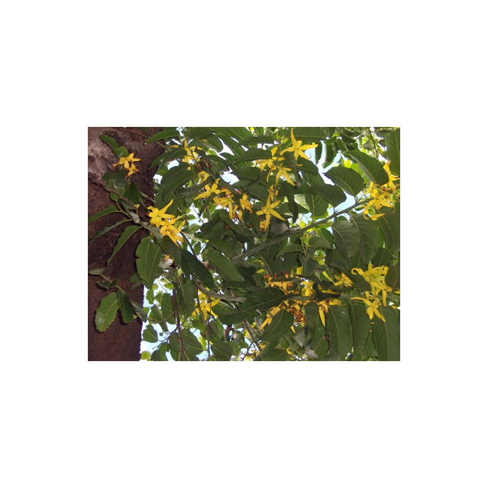 Ylang Ylang extra supérieur BIO