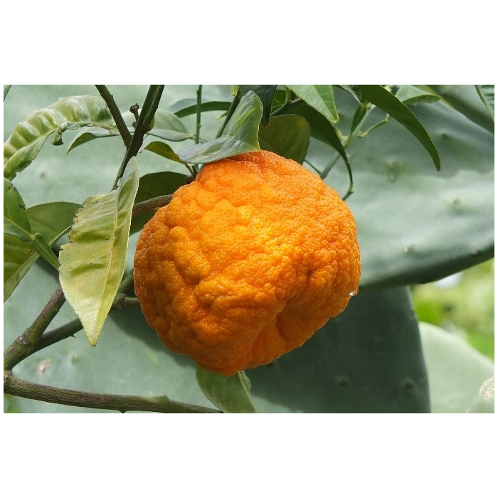 Orange bitter BIO Orange bitter BIO
