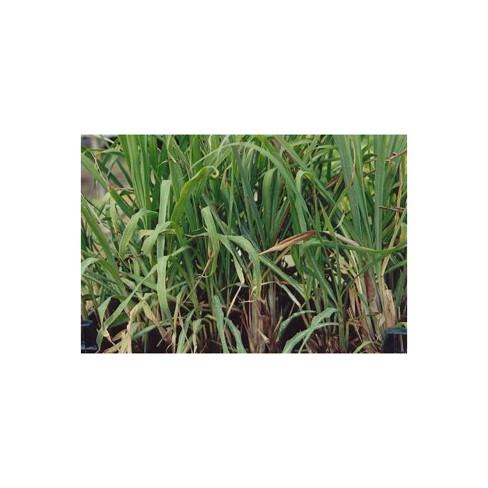 Lemongrass BIO Lemongrass BIO