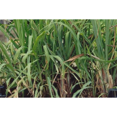 Lemongrass BIO
