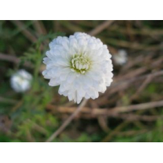 Kamille römisch BIO