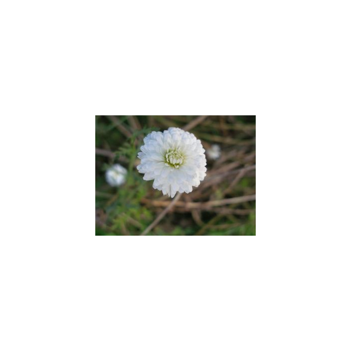 Kamille römisch Schweiz