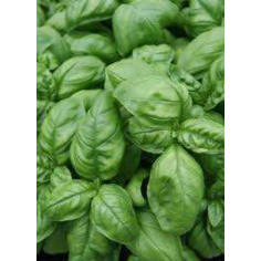 Basilikum BIO - ätherisches Öl - Basilikumöl - Damascena AG